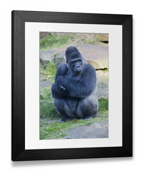 Framed Print : Western Lowland Gorilla (Gorilla gorilla gorilla), male adult, Apenheul Primate Park, Apeldoorn, Netherlands, Europe Framed Print : Western Lowland Gorilla (Gorilla gorilla gorilla), male adult, Apenheul Primate Park, Apeldoorn, Netherlands, Europe