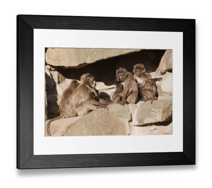 Framed Print : Gelada or Gelada baboons (Theropithecus gelada), group with young, Naturzoo Rheine, North Rhine-Westphalia, Germany, Europe