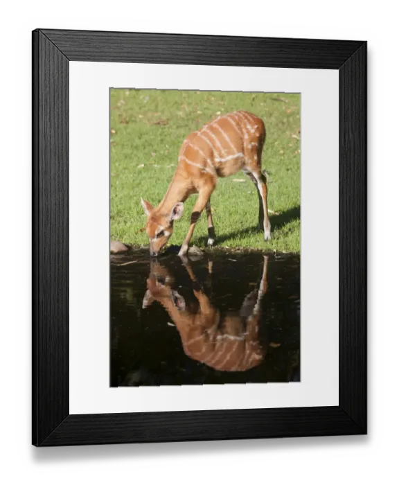 Framed Print : Sitatunga or marshbuck (Tragelaphus spekii), femal, drinking Framed Print : Sitatunga or marshbuck (Tragelaphus spekii), femal, drinking