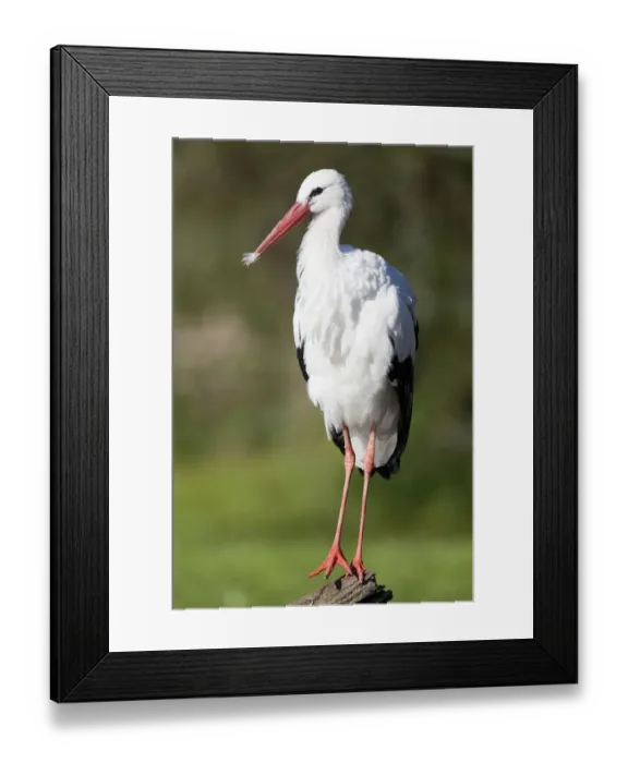 Framed Print : White Stork (Ciconia ciconia) Framed Print : White Stork (Ciconia ciconia)