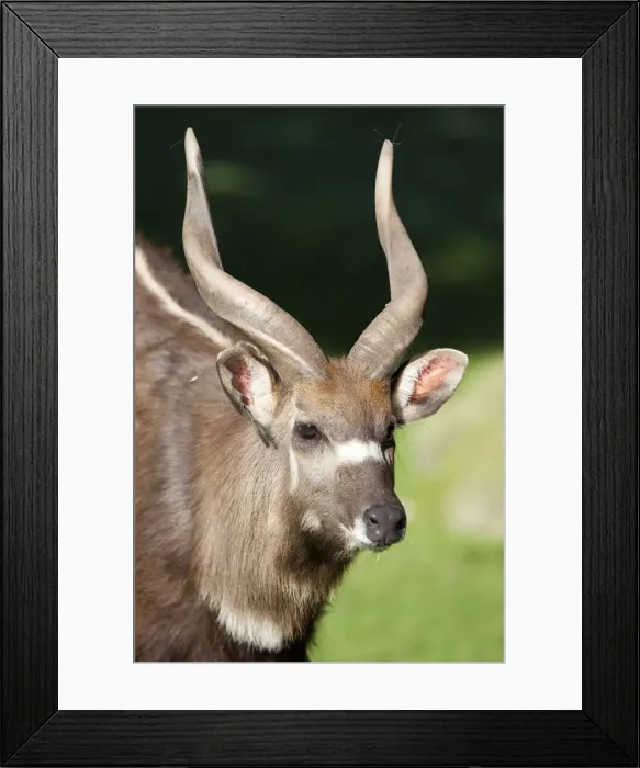 Framed Print : Sitatunga or marshbuck (Tragelaphus spekii), male, portrait Framed Print : Sitatunga or marshbuck (Tragelaphus spekii), male, portrait
