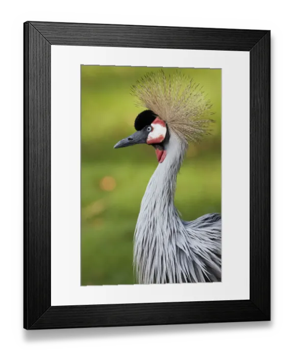 Framed Print : Grey Crowned Crane (Balearica regulorum), portrait, Naturzoo Rheine, North Rhine-Westphalia, Germany, Europe Framed Print : Grey Crowned Crane (Balearica regulorum), portrait, Naturzoo Rheine, North Rhine-Westphalia, Germany, Europe