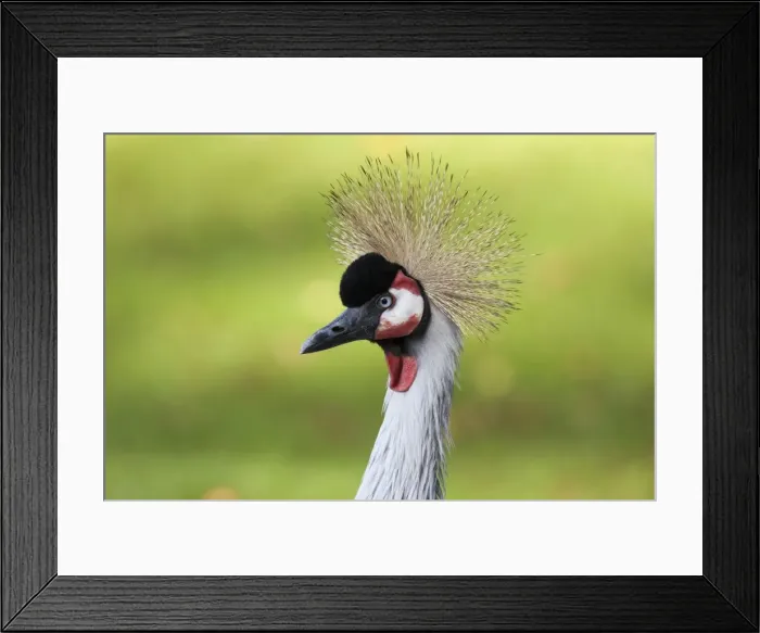 Framed Print : Grey Crowned Crane (Balearica regulorum), portrait, Naturzoo Rheine, North Rhine-Westphalia, Germany, Europe Framed Print : Grey Crowned Crane (Balearica regulorum), portrait, Naturzoo Rheine, North Rhine-Westphalia, Germany, Europe