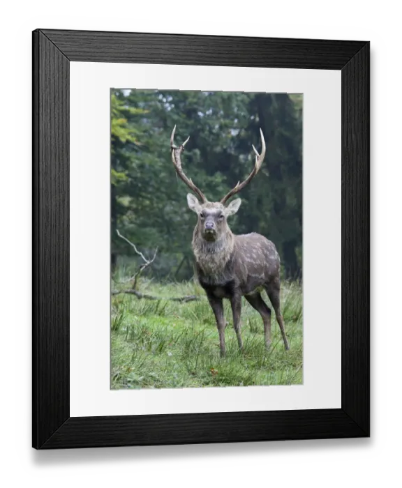 Framed Print : Sika deer, Spotted Deer or Japanese Deer (Cervus nippon), stag Framed Print : Sika deer, Spotted Deer or Japanese Deer (Cervus nippon), stag