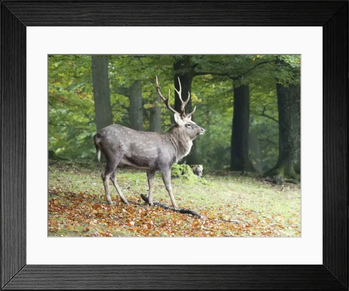 Framed Print : Sika Deer, Spotted Deer or Japanese Deer (Cervus nippon) Framed Print : Sika Deer, Spotted Deer or Japanese Deer (Cervus nippon)