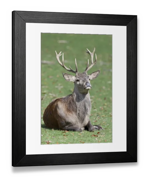 Framed Print : Red Deer (Cervus elaphus) stag Framed Print : Red Deer (Cervus elaphus) stag