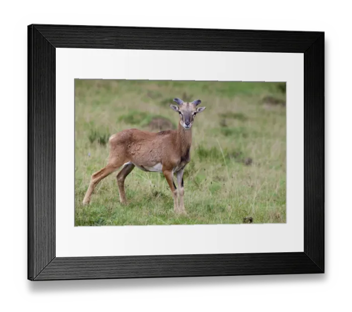 Framed Print : Mouflon (Ovis orientalis), Daun Wildlife Park, Rhineland-Palatinate, Germany, Europe Framed Print : Mouflon (Ovis orientalis), Daun Wildlife Park, Rhineland-Palatinate, Germany, Europe