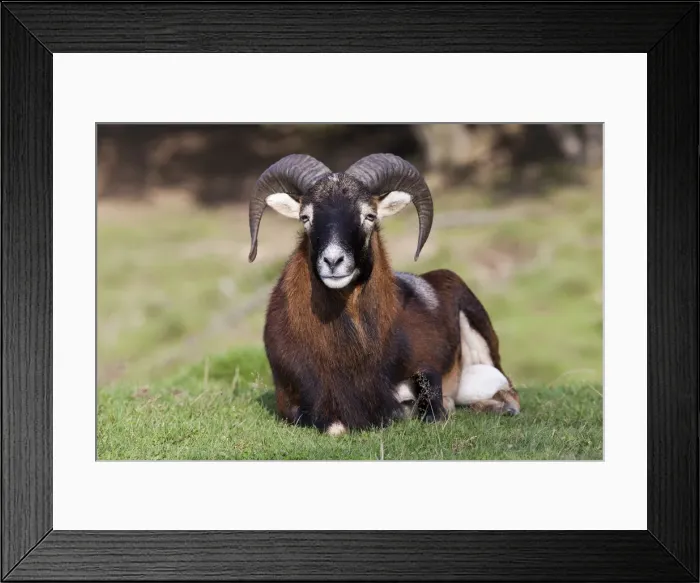 Framed Print : Mouflon (Ovis orientalis), Daun Wildlife Park, Rhineland-Palatinate, Germany, Europe Framed Print : Mouflon (Ovis orientalis), Daun Wildlife Park, Rhineland-Palatinate, Germany, Europe