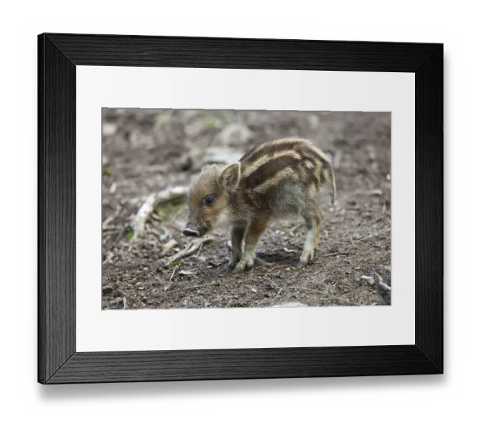 Framed Print : Wild Boar (Sus scrofa), piglet Framed Print : Wild Boar (Sus scrofa), piglet