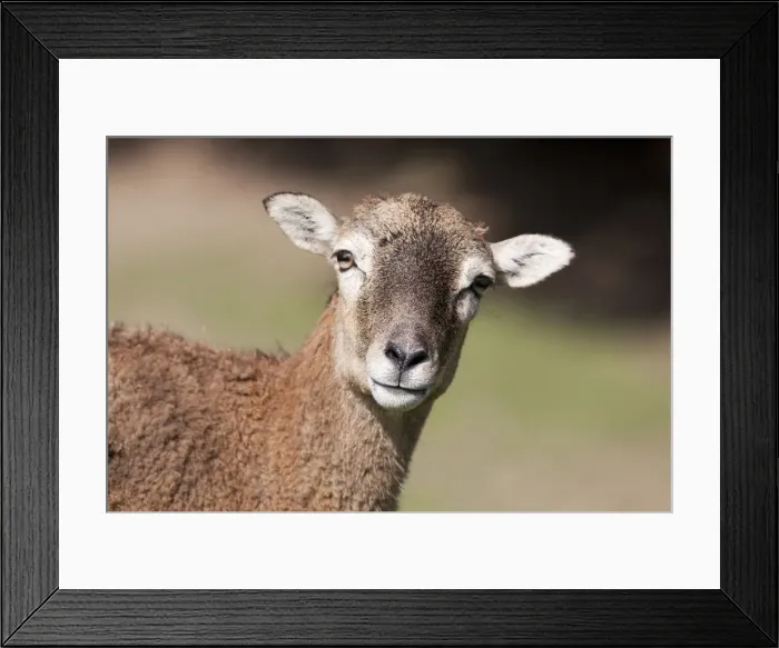 Framed Print : Mouflon (Ovis orientalis), Daun Wildlife Park, Rhineland-Palatinate, Germany, Europe Framed Print : Mouflon (Ovis orientalis), Daun Wildlife Park, Rhineland-Palatinate, Germany, Europe