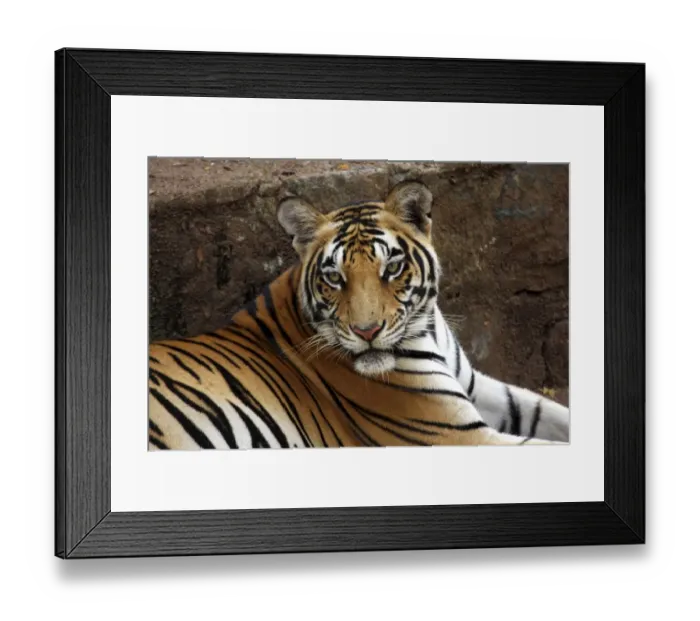Framed Print : Bengal tiger, or Royal Bengal tiger (Panthera tigris tigris, previously Panthera tigris bengalensis), Kerala, India, Asia Framed Print : Bengal tiger, or Royal Bengal tiger (Panthera tigris tigris, previously Panthera tigris bengalensis), Kerala, India, Asia