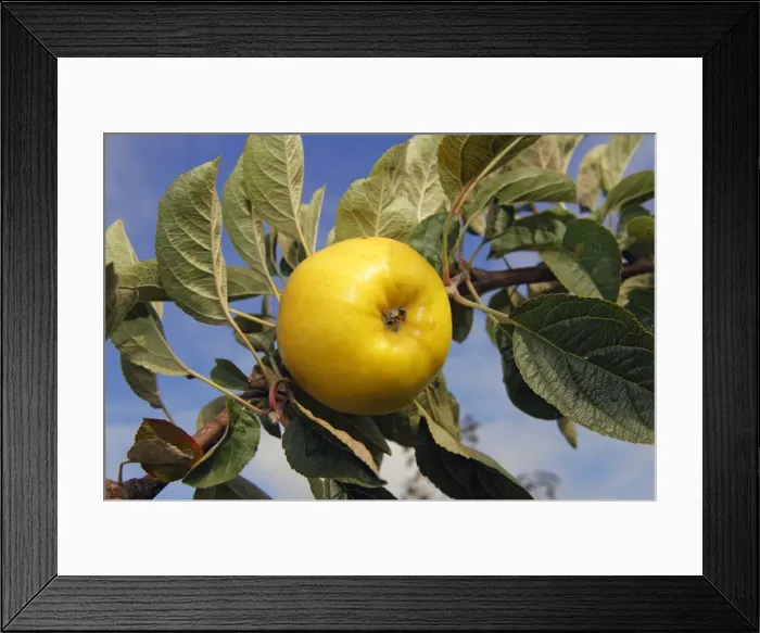 Framed Print : Apple (Malus domestica), Holsteiner Zitronenapfel variety, on the tree, Altes Land area, Hamburg, Lower Saxony, Germany