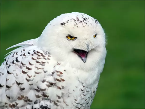 Snowy Owl, Arctic Owl, Great White Owl, Harfang (Bubo scandiacus) (Nyctea scandiaca), calling