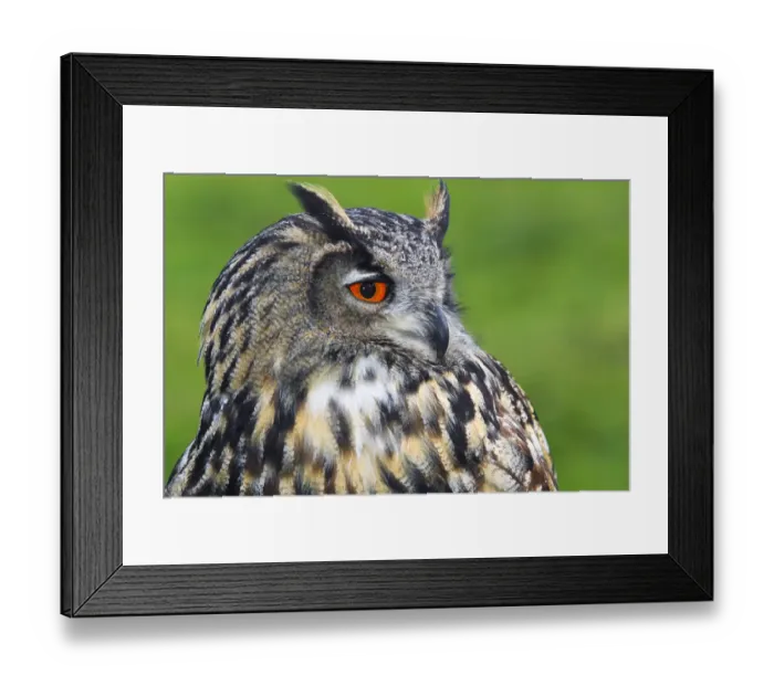 Framed Print : Eurasian Eagle-Owl (Bubo bubo) Framed Print : Eurasian Eagle-Owl (Bubo bubo)