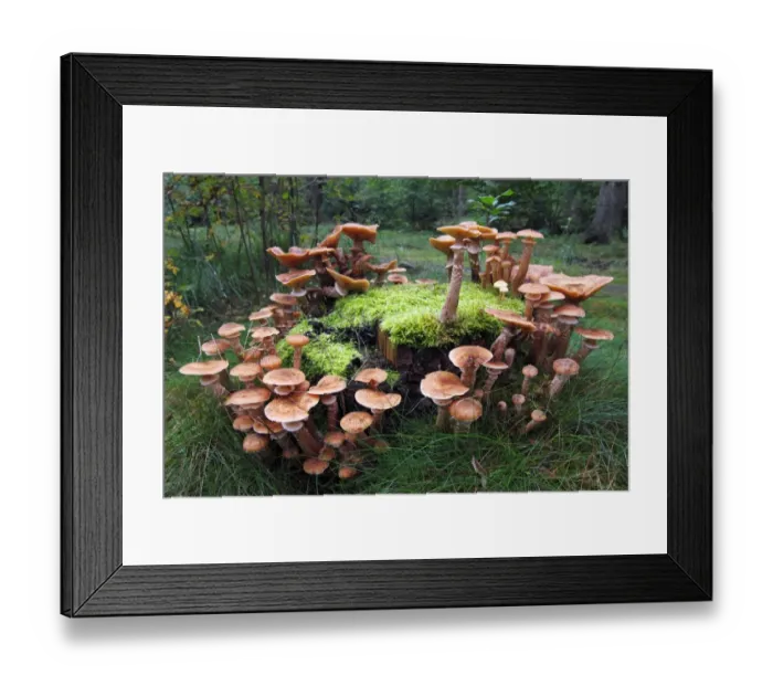 Framed Print : Mushrooms, honey fungus (Armillaria mellea) growing on a moss-covered stump Framed Print : Mushrooms, honey fungus (Armillaria mellea) growing on a moss-covered stump