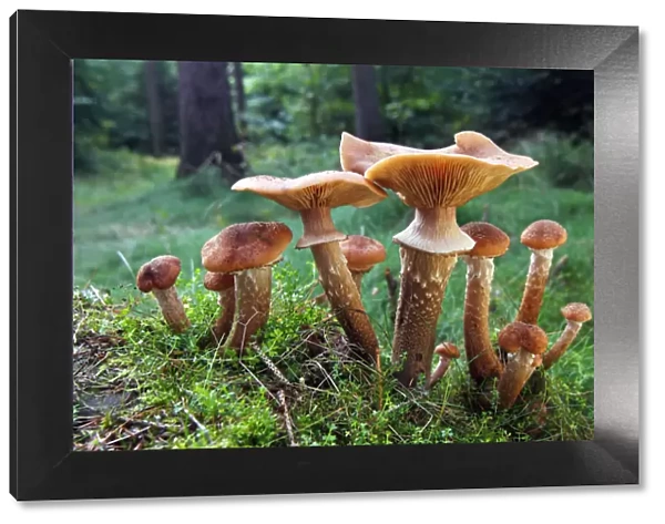 Mushrooms, honey fungus (Armillaria mellea) growing in moss