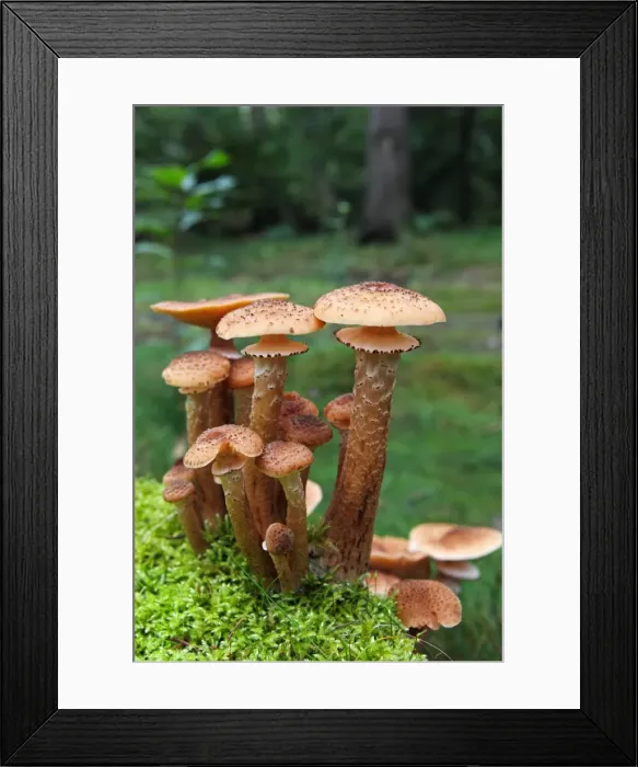 Framed Print : Mushrooms, honey fungus (Armillaria mellea) growing in moss Framed Print : Mushrooms, honey fungus (Armillaria mellea) growing in moss