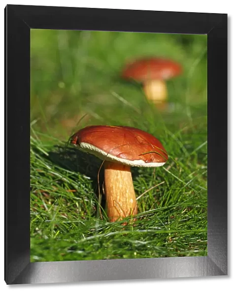 Bay Bolete (Boletus badius), edible mushroom