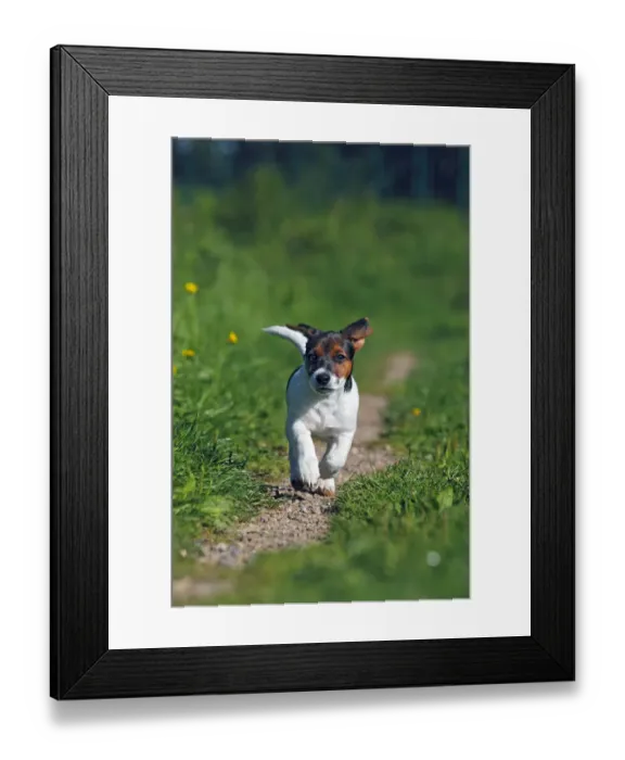 Framed Print : Young Jack Russell Terrier dog (Canis lupus familiaris), pup, male, 12 weeks, domestic dog Framed Print : Young Jack Russell Terrier dog (Canis lupus familiaris), pup, male, 12 weeks, domestic dog