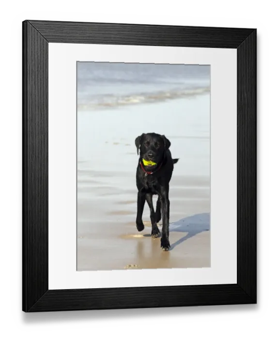 Framed Print : Wet black Labrador Retriever dog (Canis lupus familiaris) at the dog beach, male, domestic dog Framed Print : Wet black Labrador Retriever dog (Canis lupus familiaris) at the dog beach, male, domestic dog