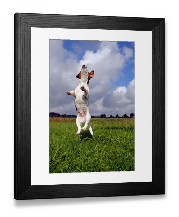 Framed Print : Jumping young Jack Russell Terrier dog (Canis lupus familiaris), pup, male, 12 weeks, domestic dog Framed Print : Jumping young Jack Russell Terrier dog (Canis lupus familiaris), pup, male, 12 weeks, domestic dog