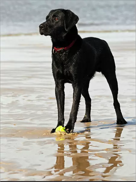 Wet black Labrador Retriever dog (Canis lupus familiaris) at the dog beach, male, domestic dog