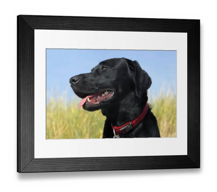 Framed Print : Young black Labrador Retriever dog (Canis lupus familiaris), portrait, male, domestic dog Framed Print : Young black Labrador Retriever dog (Canis lupus familiaris), portrait, male, domestic dog