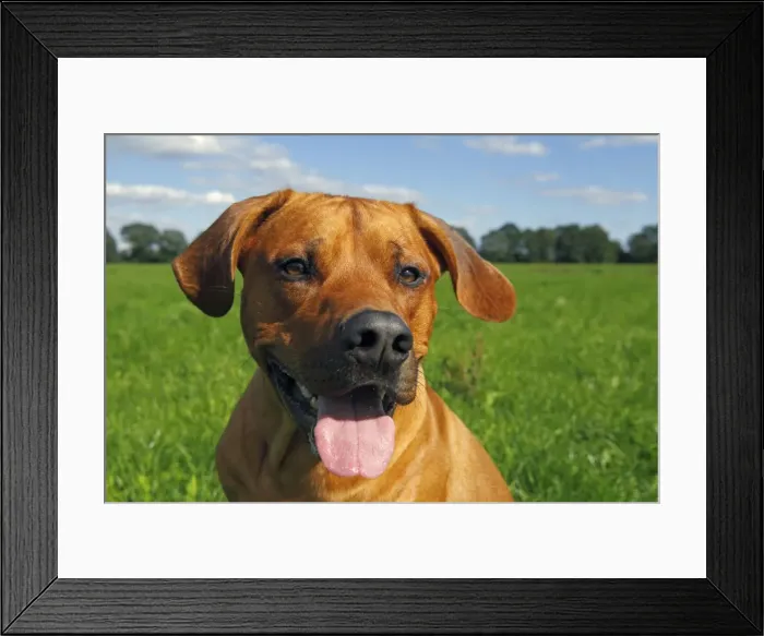 Framed Print : Rhodesian Ridgeback, two year-old male, portrait Framed Print : Rhodesian Ridgeback, two year-old male, portrait