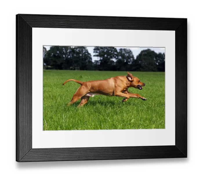 Framed Print : Rhodesian Ridgeback, two year-old male, on the move, running over a meadow Framed Print : Rhodesian Ridgeback, two year-old male, on the move, running over a meadow