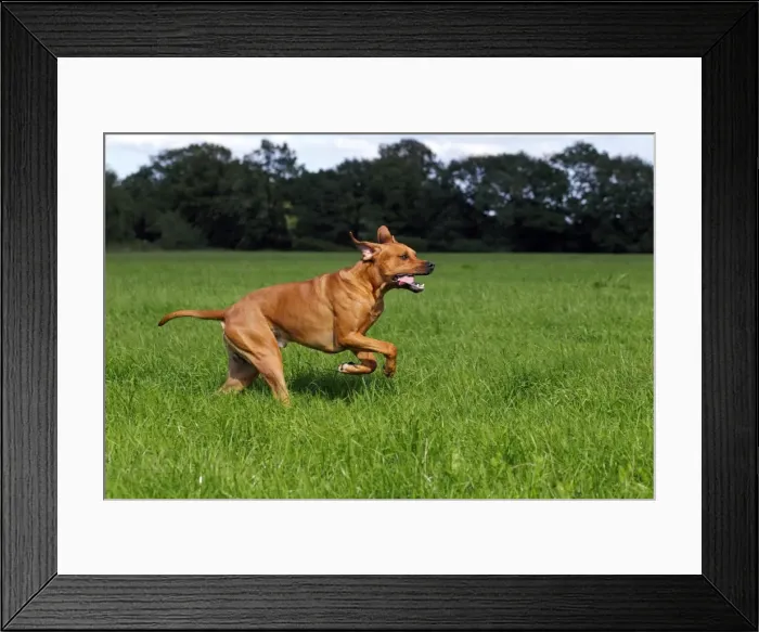 Framed Print : Rhodesian Ridgeback, two year-old male, on the move, running over a meadow Framed Print : Rhodesian Ridgeback, two year-old male, on the move, running over a meadow