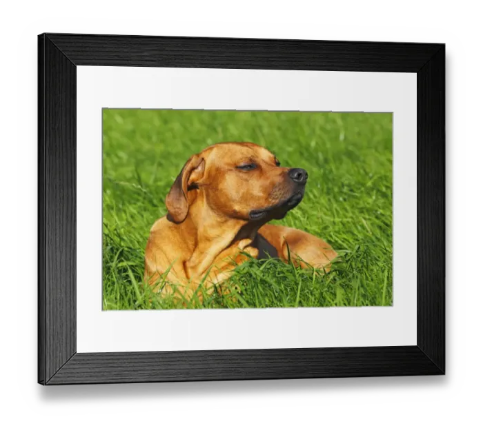 Framed Print : Rhodesian Ridgeback, two year-old male, portrait Framed Print : Rhodesian Ridgeback, two year-old male, portrait