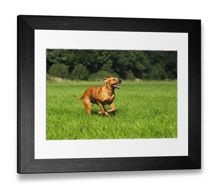 Framed Print : Rhodesian Ridgeback, two year-old male, on the move, running over a meadow Framed Print : Rhodesian Ridgeback, two year-old male, on the move, running over a meadow