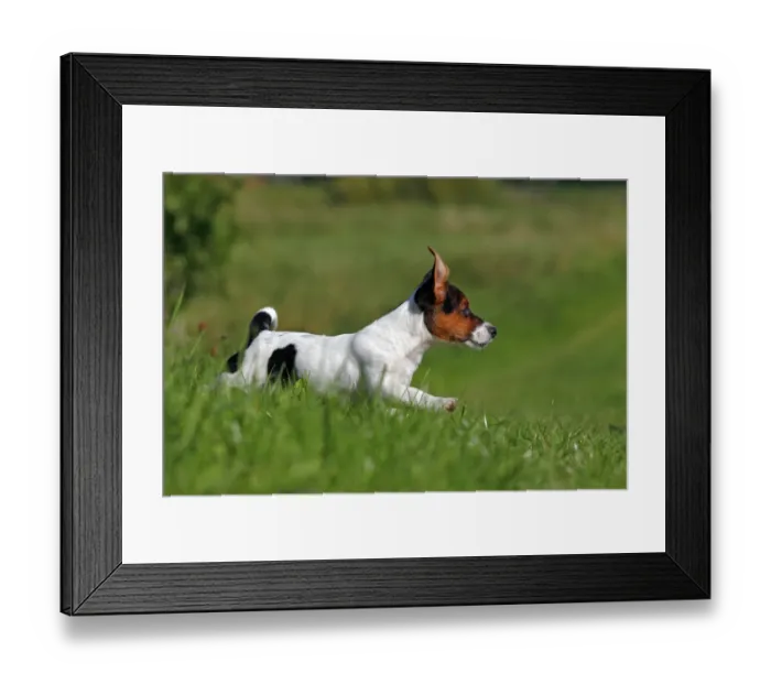 Framed Print : Young Jack Russell terrier puppy, 12 weeks, male Framed Print : Young Jack Russell terrier puppy, 12 weeks, male