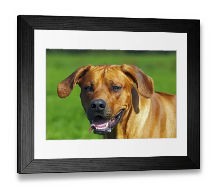 Framed Print : Rhodesian Ridgeback, two year-old male, portrait