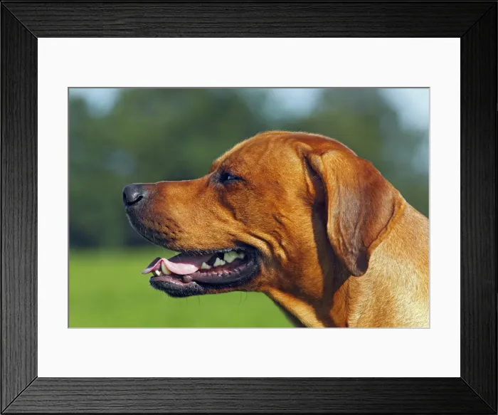Framed Print : Rhodesian Ridgeback, two year-old male, portrait Framed Print : Rhodesian Ridgeback, two year-old male, portrait