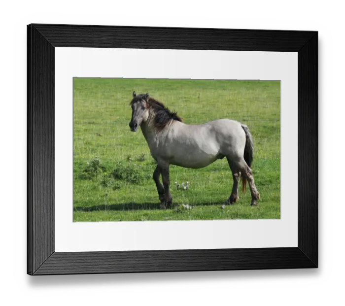 Framed Print : Konik (Equus przewalskii f. caballus), stallion, portrait, wild horse, Tarpan re-breeding project