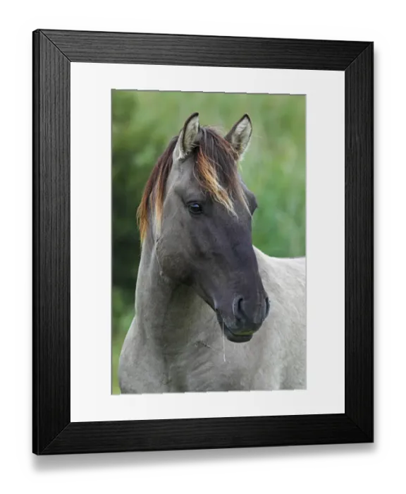 Framed Print : Konik (Equus przewalskii f. caballus), stallion, portrait, wild horse, Tarpan re-breeding project Framed Print : Konik (Equus przewalskii f. caballus), stallion, portrait, wild horse, Tarpan re-breeding project