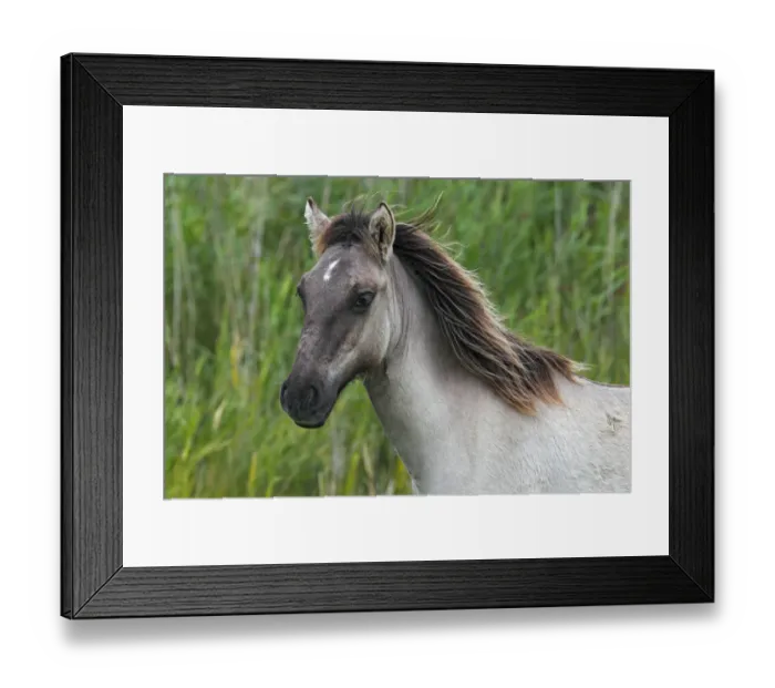 Framed Print : Young Konik (Equus przewalskii f. caballus), foal, portrait, wild horse, Tarpan re-breeding project Framed Print : Young Konik (Equus przewalskii f. caballus), foal, portrait, wild horse, Tarpan re-breeding project