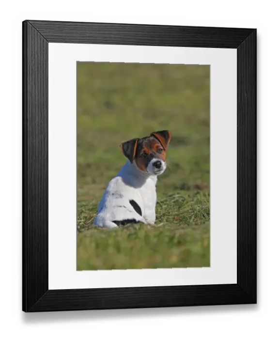 Framed Print : Young Jack Russell Terrier dog (Canis lupus familiaris), male puppy, 12 weeks, domestic dog Framed Print : Young Jack Russell Terrier dog (Canis lupus familiaris), male puppy, 12 weeks, domestic dog