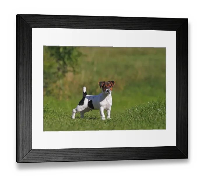 Framed Print : Young Jack Russell Terrier dog (Canis lupus familiaris), male puppy, 12 weeks, domestic dog Framed Print : Young Jack Russell Terrier dog (Canis lupus familiaris), male puppy, 12 weeks, domestic dog