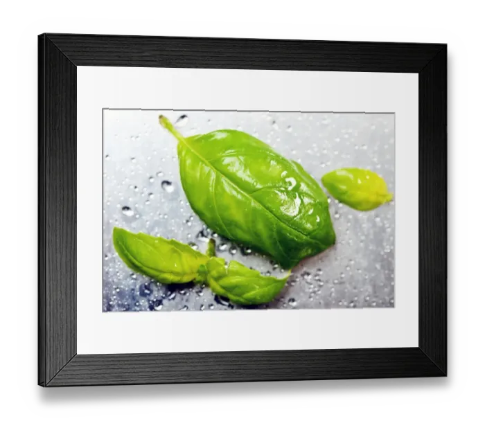 Framed Print : Basil leaves Framed Print : Basil leaves