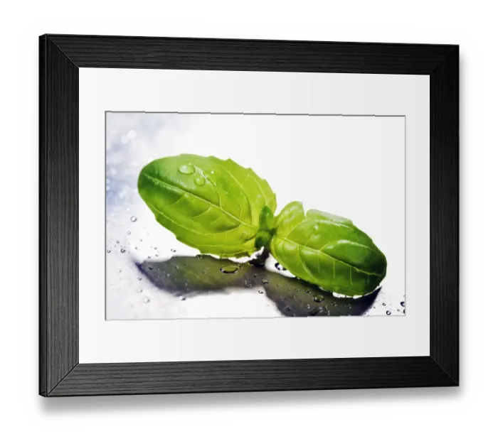 Framed Print : Basil leaves Framed Print : Basil leaves