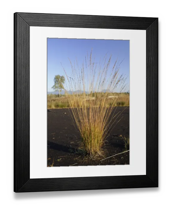Framed Print : Pioneering plant on peat, autumnal coloured Puple Moor Grass (Molinia caerulea) on a moorland near Raubling, Alpine Upland, Bavaria, Germany, Europe