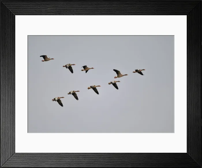Framed Print : Grey Goose (Anser anser) in flight formation Framed Print : Grey Goose (Anser anser) in flight formation