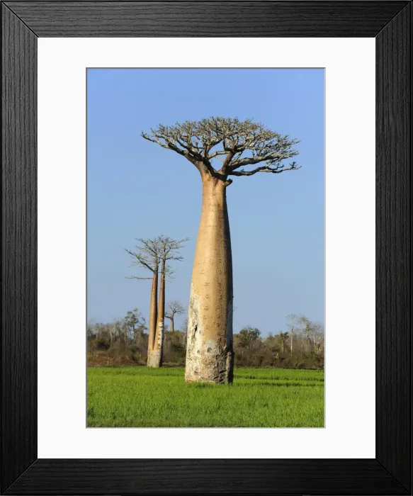 Framed Print : Baobab (Adansonia grandidieri), standing in the rice field, Morondava, Madagascar, Africa Framed Print : Baobab (Adansonia grandidieri), standing in the rice field, Morondava, Madagascar, Africa