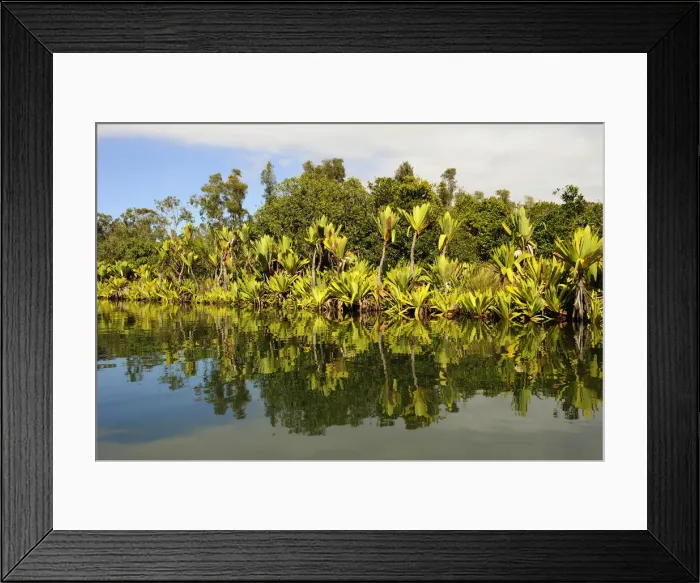 Framed Print : Canal des Pangalanes with various water plants, Tamatave, Madagascar, Africa Framed Print : Canal des Pangalanes with various water plants, Tamatave, Madagascar, Africa