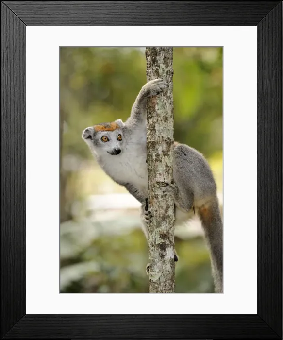 Framed Print : Crowned Lemur (Eulemur coronatus), female hanging from a branch, Madagascar, Africa Framed Print : Crowned Lemur (Eulemur coronatus), female hanging from a branch, Madagascar, Africa