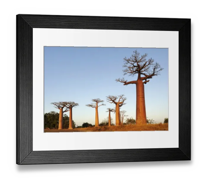 Framed Print : Baobab-Alley, Grandidiers Baobab (Adansonia grandidieri) in the morning light, Morondava, Madagascar, Africa