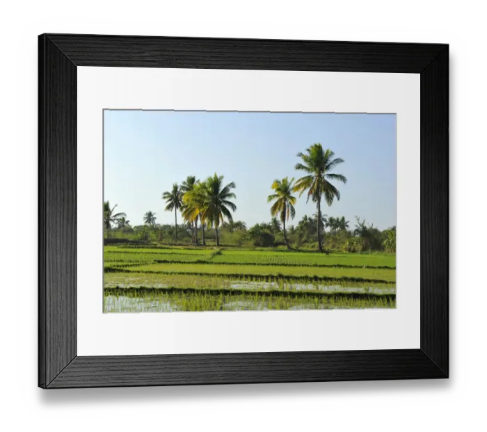 Framed Print : Rice paddy in front of tropical palm trees, Morondava, Madagascar, Africa Framed Print : Rice paddy in front of tropical palm trees, Morondava, Madagascar, Africa