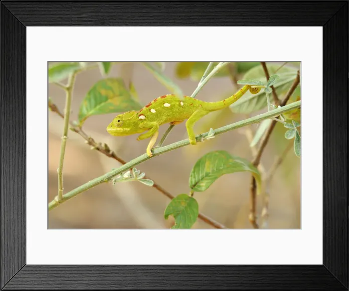 Framed Print : Green Chameleon (Chamaeleonidae) perched on a branch Framed Print : Green Chameleon (Chamaeleonidae) perched on a branch